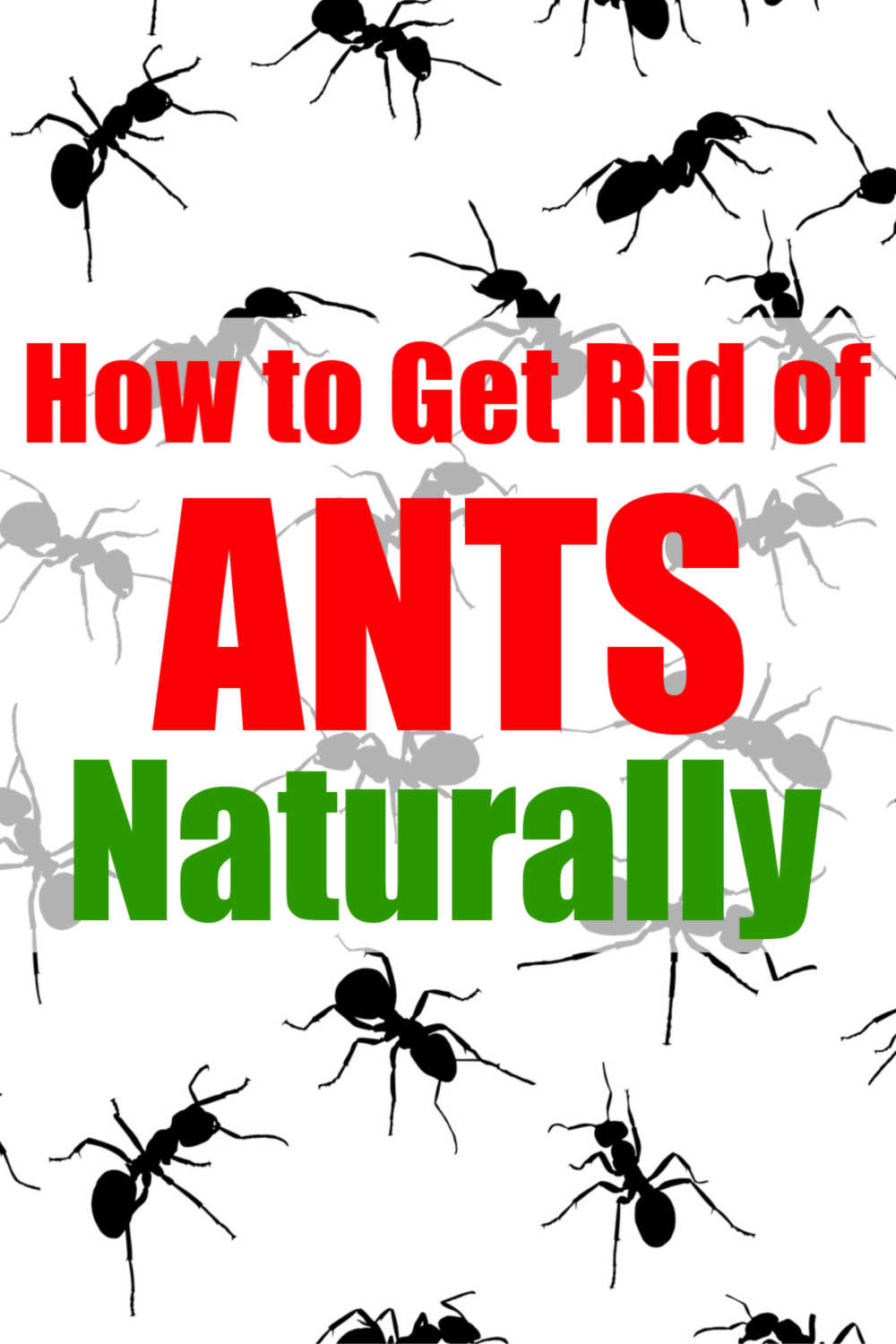 How to Get Rid of Ants Naturally