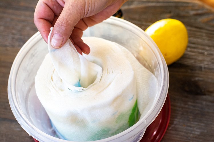 a plastic container and lid with paper towels soaked in the cleaner and pulling up from the center