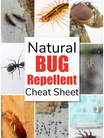 nine photos of different bugs with a text overlay on natural bug repellent printable.