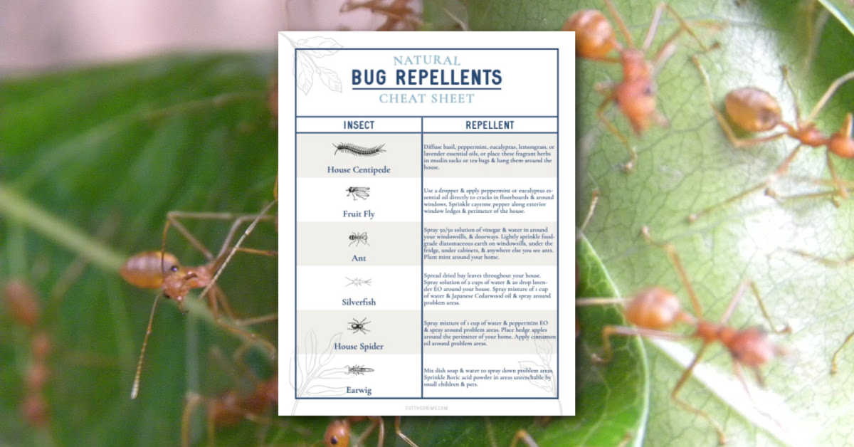 ants on a leaf with the free natural bug repellent worksheet on top.
